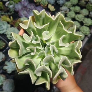 Sen đá size 10.5cm