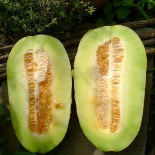 Hạt Giống Dưa Thái Thơm Dài