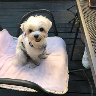 Thảm thú cưng mùa hè - DoggyMan