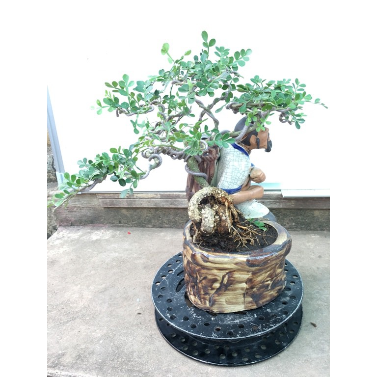 Cây cảnh Cần Thăng Bonsai mini - mã BS20
