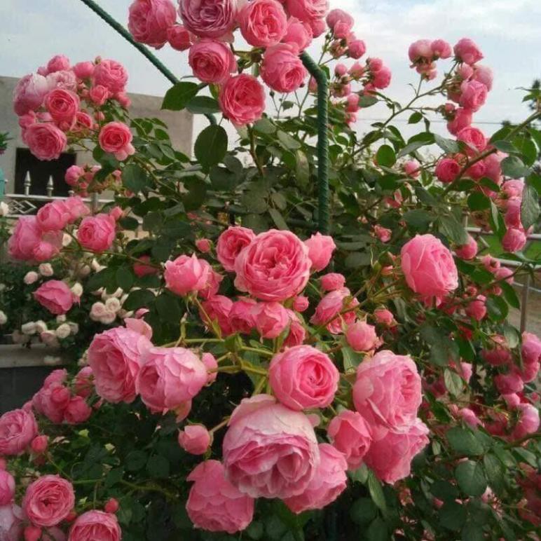 cây giống hoa hồng leo pháp thuần chủng giá rẻ- gốc hồng rễ trần giống , cam kết uy tín chất lượng