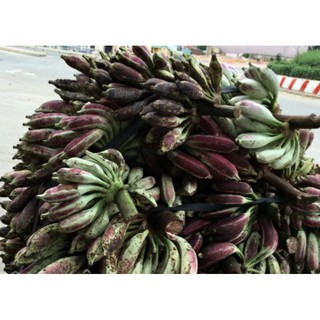 cây chuối hột rừng