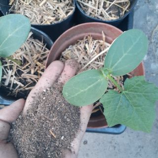 Phân đạm hữu cơ động vật ( 2kg)