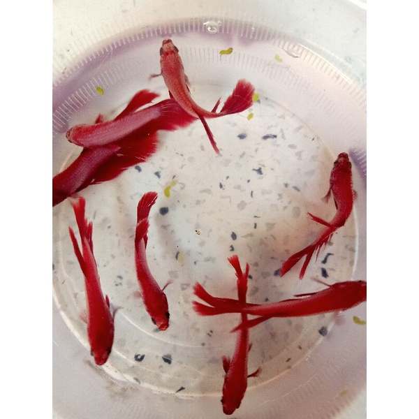 1 Bé betta RỒNGG Đỏ lai Siêu Đẹp trống size vừa tặng thức ăn