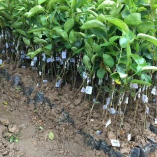 Cây giống lê mỹ