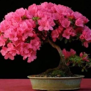 combo 2 Cây giống đỗ quyên