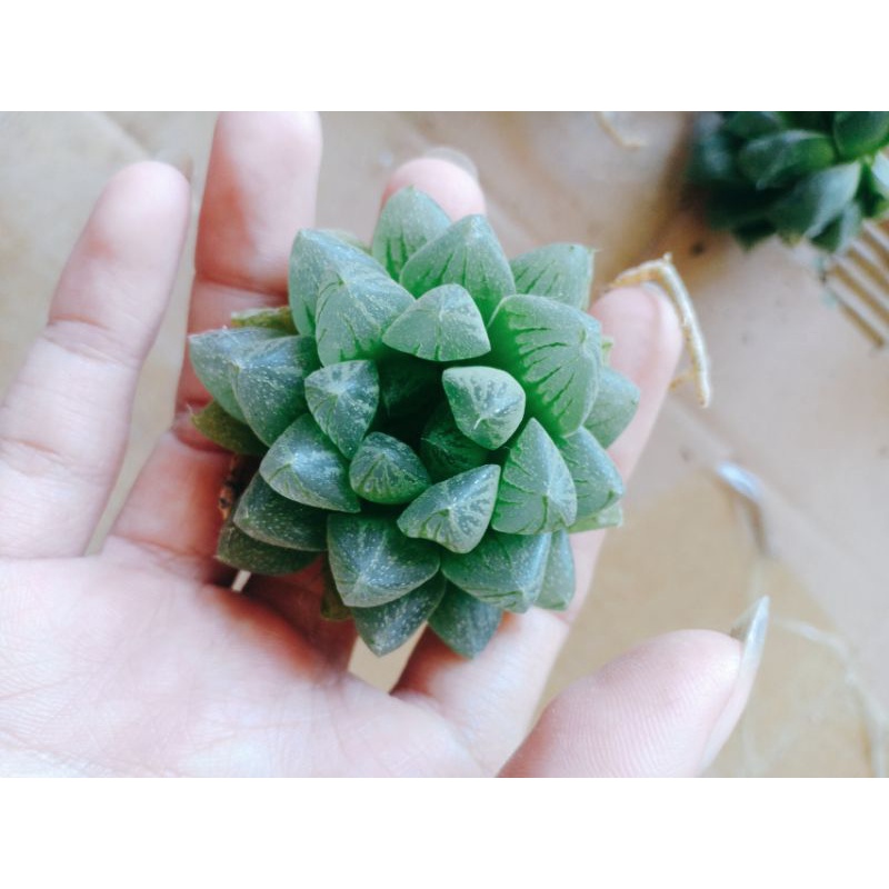 HAWORTHIA | Free ship | Combo ưu đãi tặng quà hấp dẫn