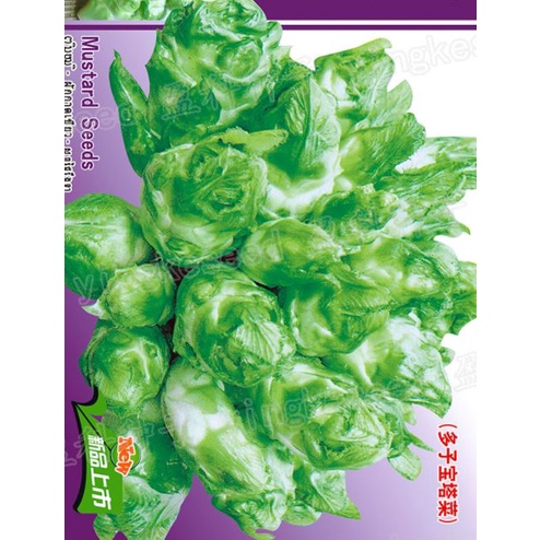 3 Gram ~1000 Hạt Giống Cải Mầm Đá Đặc Sản Sapa