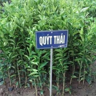 Cây  quýt  thái