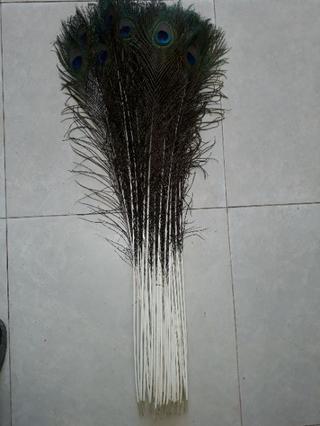 Combo 12 Lông công tự nhiên