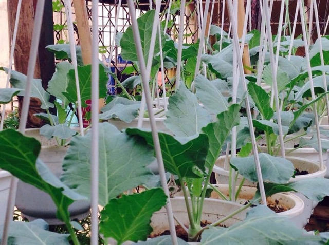 Hạt giống củ Su hào còn được gọi là xu hào, Phiết làn, Giới lan, Giá liên. Tên khoa học: Brassica caulorapa (dễ trồng)