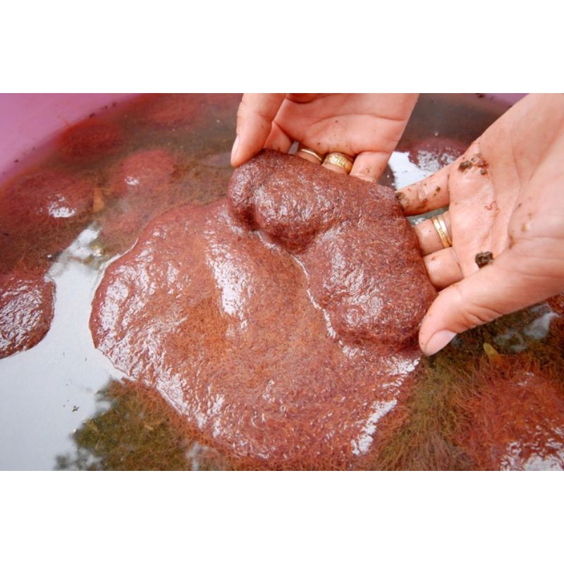 Trùn chỉ sống, giun sống,trùng chỉ thức ăn cá cảnh