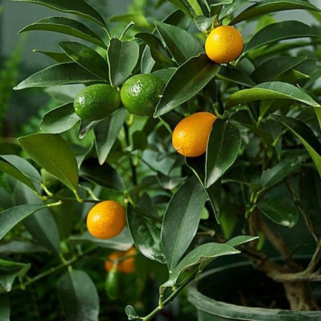 Cây quất ngọt đang quả .