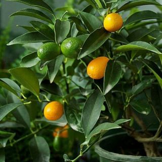 Cây quất ngọt chơi tết