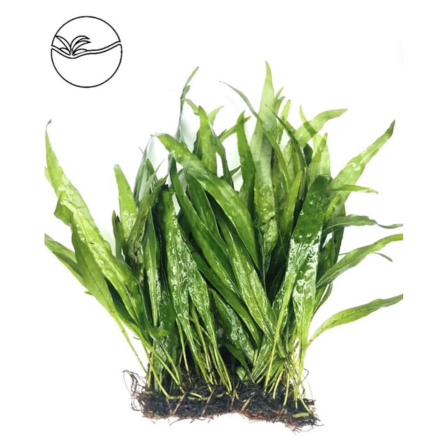 Microsorum Pteropus - Dương Sỉ Lá Hẹp - Cây Thuỷ Sinh