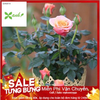 Hạt giống hoa hồng tỉ muội - 10 hạt