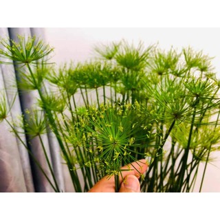 thủy trúc thái (1 mầm giống lên cây 100%)