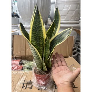 CÂY LƯỠI HỔ ĐỂ BÀN
