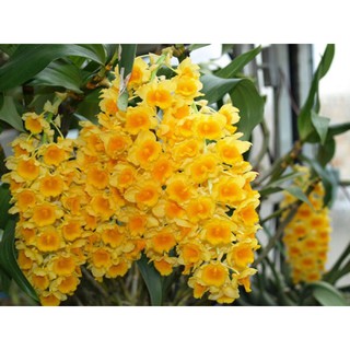 Lan rừng kiều (thuỷ tiên)