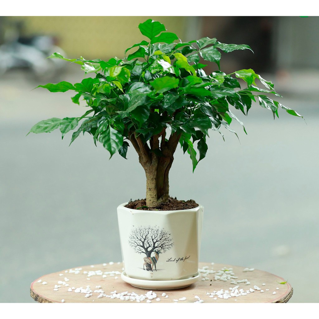 Cây hạnh phúc để bàn mini .