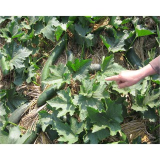 Hạt bí đao chanh, bí sặt - gói 1 gram