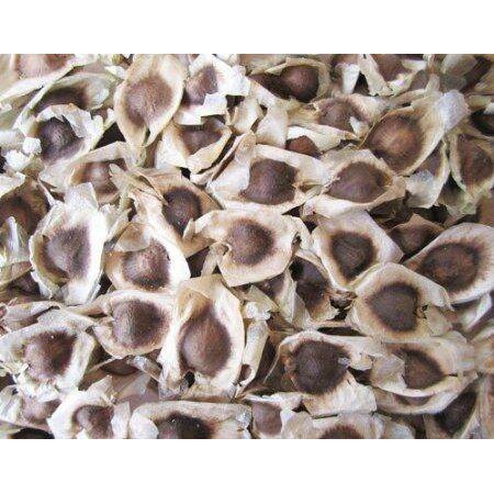 1kg hạt giống chùm ngây