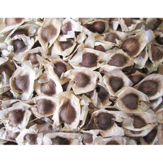 1kg hạt giống chùm ngây