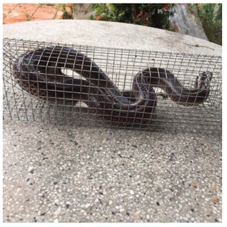 Lồng bẫy rắn thông minh