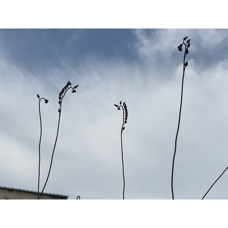 Hạt Cây Bắt Mồi Gọng Vó Bèo Đất Burmanii