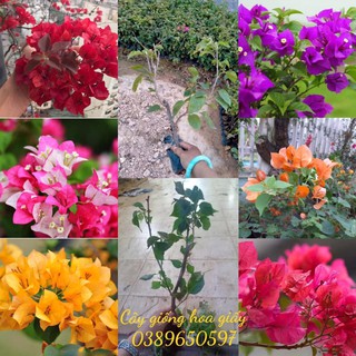 cây giống hoa giấy ngũ sắc