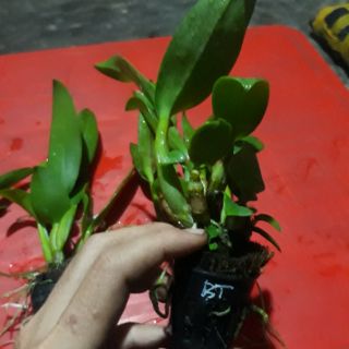 Combo 5 loại denro nắng