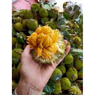 CÂY GIỐNG MÍT ẤN ĐỘ QỦA NHỎ SIÊU THƠM ( cây cao 80 cm )