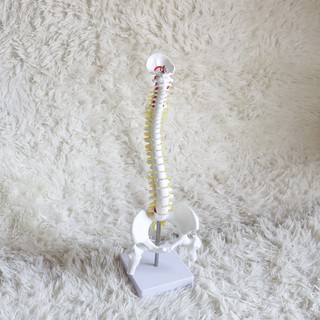 [Thanh lý] Mô hình cột sống, xương chậu và xương đùi