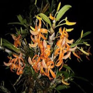 Hoa lan hoàng thảo đơn cam