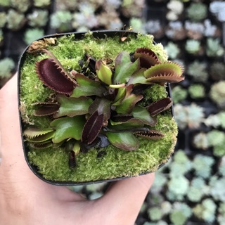 Cây bắt mồi - Bẫy Kẹp