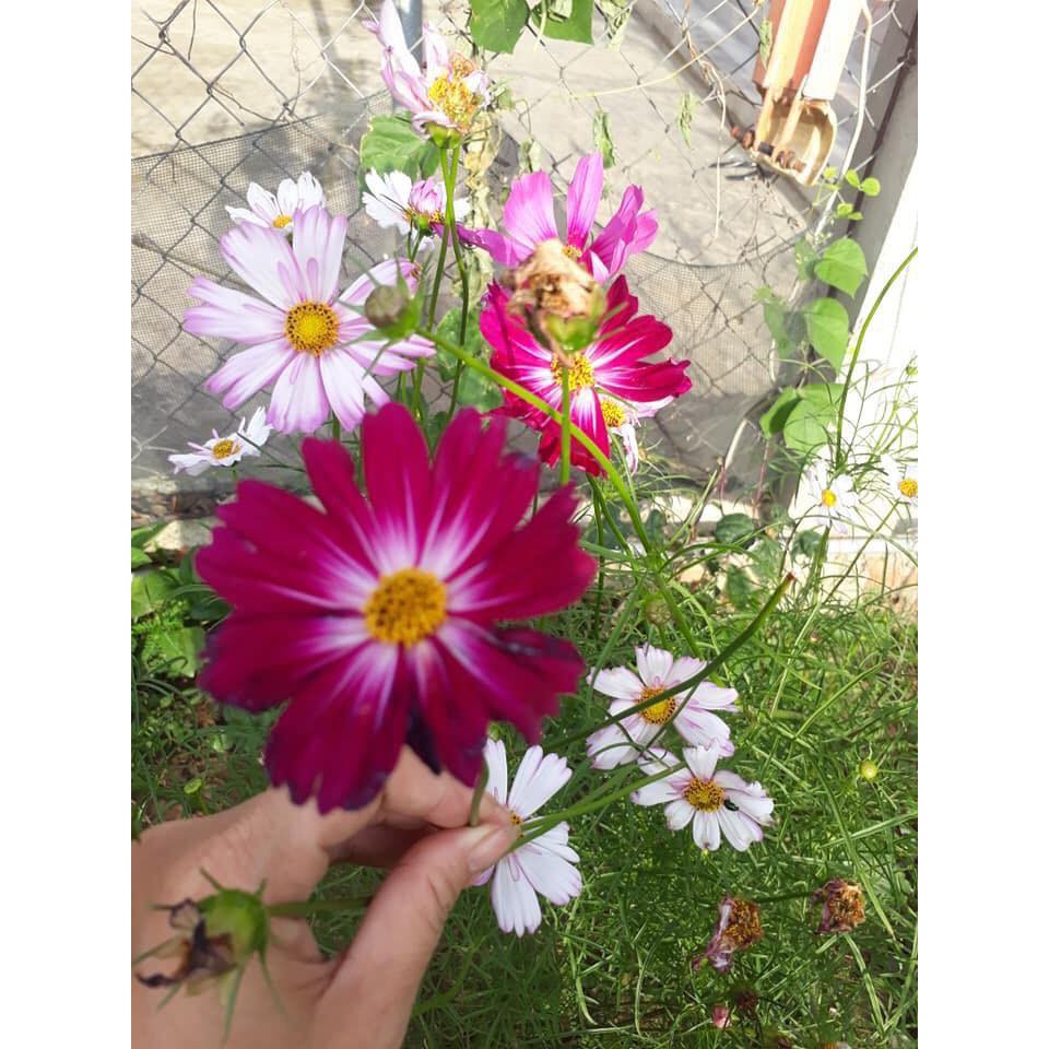 Hạt Giống Sao Nháy Mix - 50 Hạt