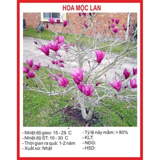Hạt giống hoa mộc lan 5 hạt