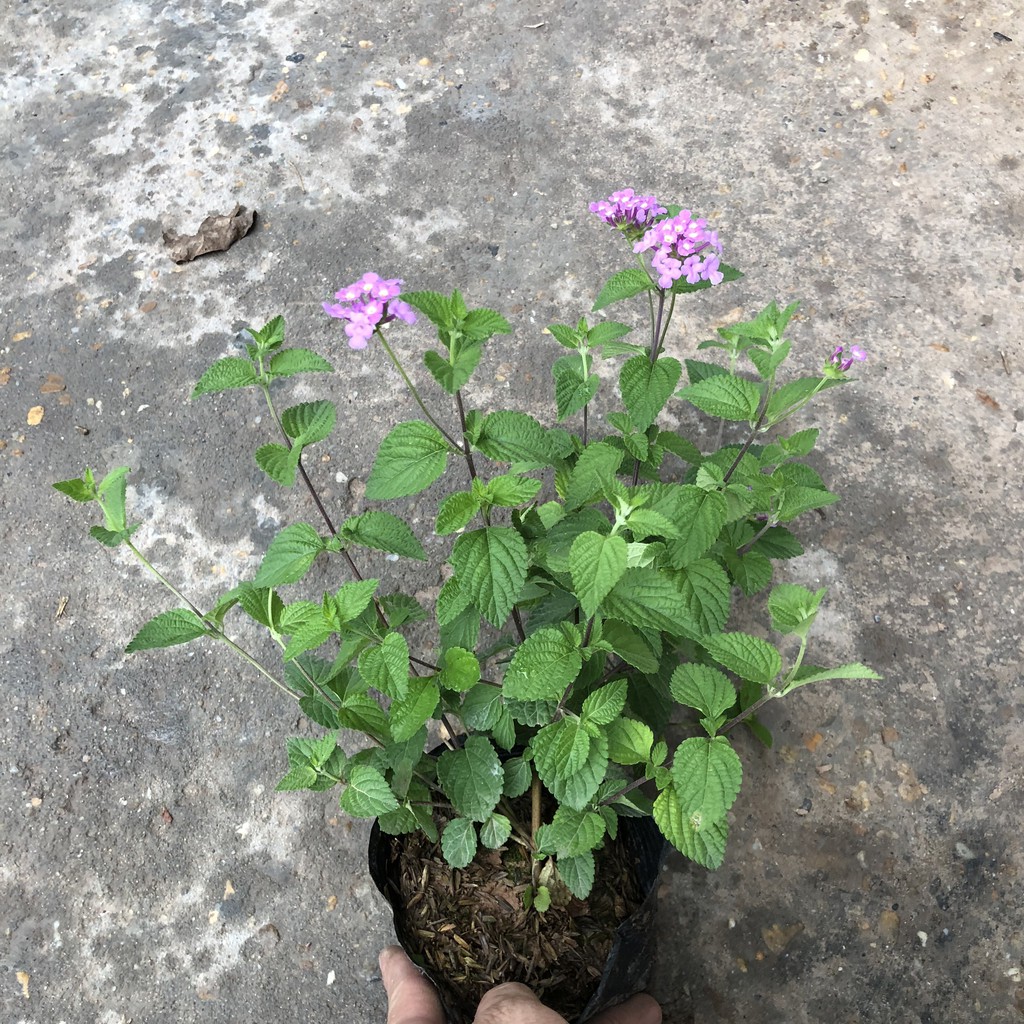Cây hoa ngũ sắc tím rủ, chiều cao 20cm tán suê tròn sức sống khỏe phát triển nhanh thích hợp trang trí ban công