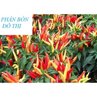 Gói 200 hạt ớt chỉ địa siêu dài, siêu cay