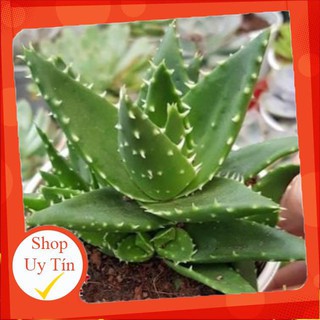 sen đá Hàm cá mập🍏 |FREESHIP| 🔥 XỨ NÓNG, ĐÃ THUẦN KHÍ HẬU, KHOẺ ĐẸP 🍏 LỖI 1 ĐỔI 1