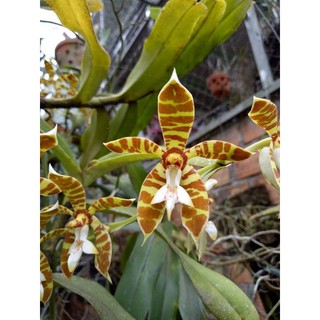CÂY GIỐNG LAN HỔ BÌ
