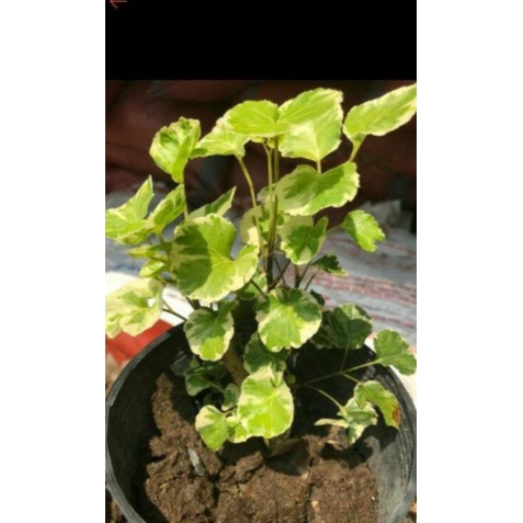 ĐINH LĂNG CẨM THẠCH. 24K/BẦU(SHOP CHUYÊN SỈ TẤT CẢ CÁC LOẠI CÂY GIỐNG.GIÁ SIU RẺ.