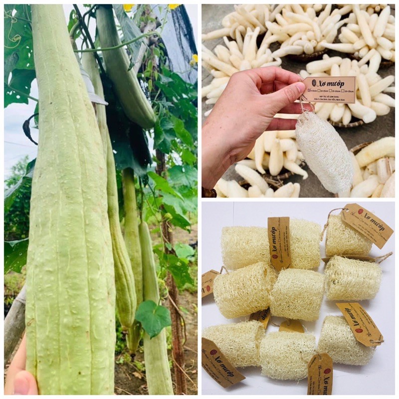 Xơ Mướp - 100% tự nhiên, dùng để tắm, tạo bọt xà bông, rửa chén bát | BigBuy360 - bigbuy360.vn