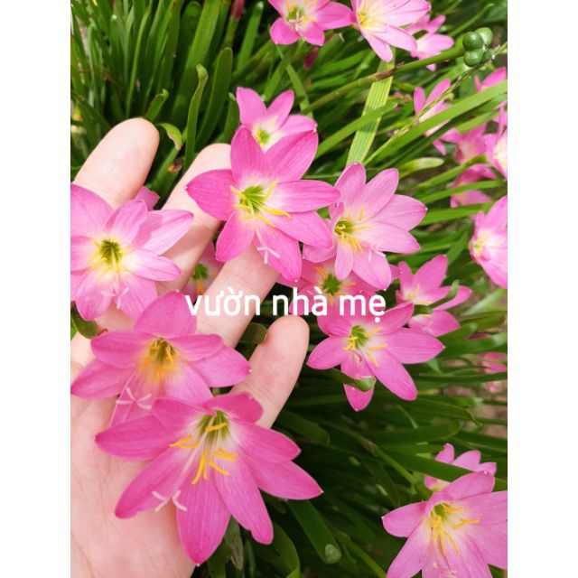 Củ huệ mưa màu hồng