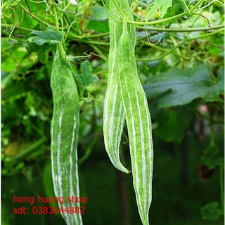 Hạt giống khổ qua tây| mướp ngọt| Lặc lày