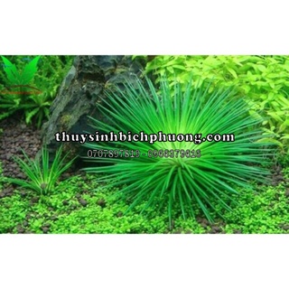 DÙI TRỐNG LÁ KIM THUỶ SINH LÁ NƯỚC NGON TO NHƯ HÌNH 1 (HÀNG SIÊU HIẾM)