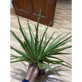 cây lô hội ( nha đam) gốc giống