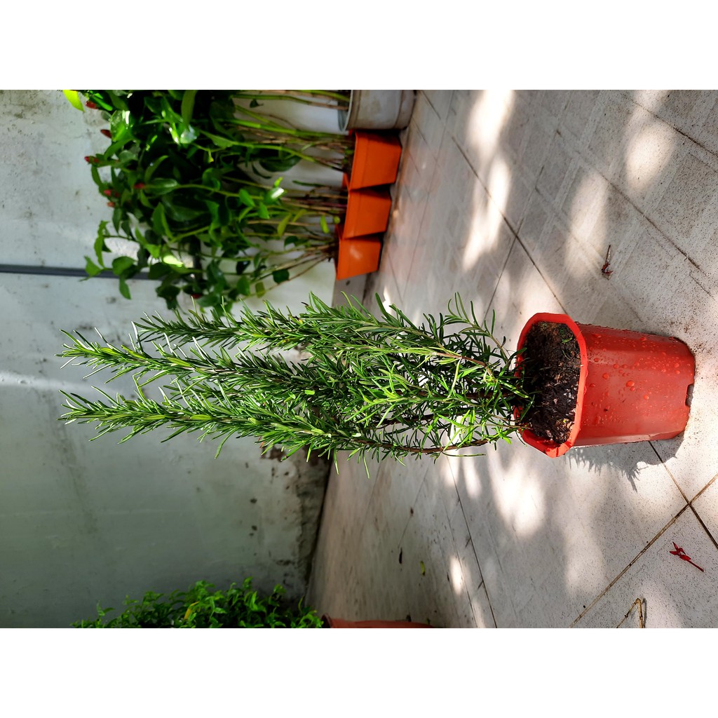 Cây hương thảo