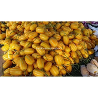 Hạt giống Dưa Lê Hàn Quốc (5 hạt/gói) cao cấp dành cho gia đình, trái ngon ngọt