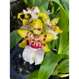 Vũ nữ các loại đang nụ đẹp (U ngà, ph.áo hoa, mèo đỏ,..)